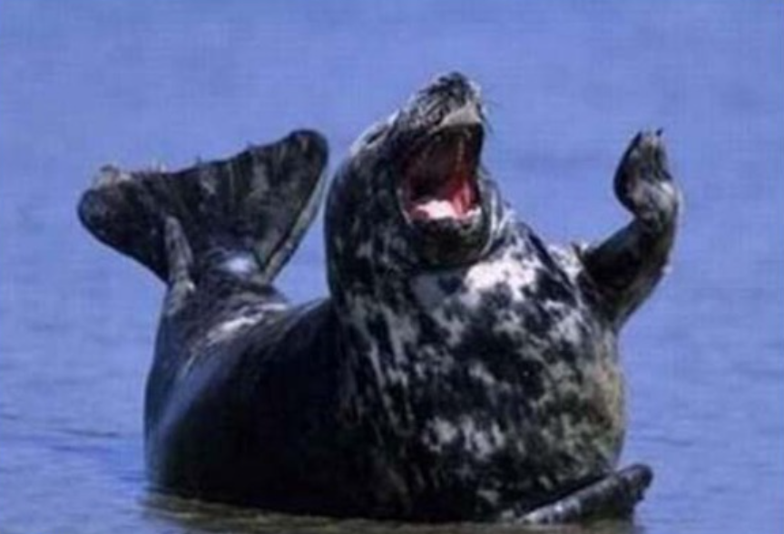 Laughing walrus Blank Meme Template
