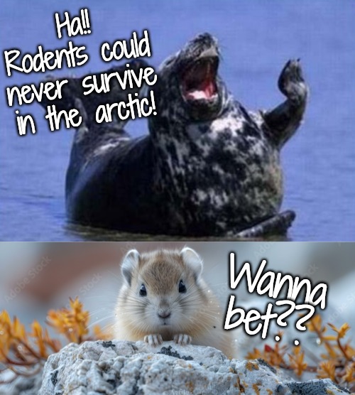 BOTH space aliens and rodents live in the arctic?! | Ha!! Rodents could never survive in the arctic! Wanna bet?? | image tagged in laughing walrus,rodents everywhere,aliens started the plague,rodents are plague mules | made w/ Imgflip meme maker