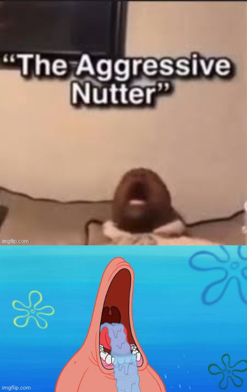 image tagged in the aggressive nutter,patrick drooling meme | made w/ Imgflip meme maker