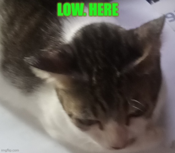 Ming mong | LOW. HERE | image tagged in ming mong,a random meme | made w/ Imgflip meme maker