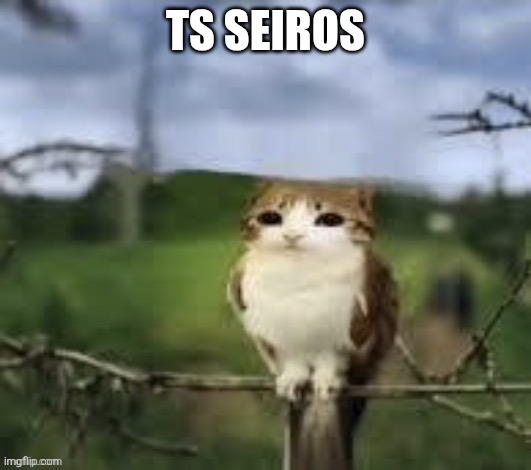 A meowl | TS SEIROS | image tagged in a meowl | made w/ Imgflip meme maker