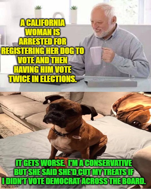 Bad owner . . . BAD owner! | A CALIFORNIA WOMAN IS ARRESTED FOR REGISTERING HER DOG TO VOTE AND THEN HAVING HIM VOTE TWICE IN ELECTIONS. IT GETS WORSE.  I'M A CONSERVATIVE BUT SHE SAID SHE'D CUT MY TREATS IF I DIDN'T VOTE DEMOCRAT ACROSS THE BOARD. | image tagged in hide the pain harold | made w/ Imgflip meme maker