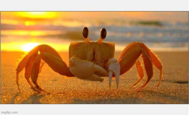 Hi There ! | image tagged in crab,sunrise,beach | made w/ Imgflip meme maker
