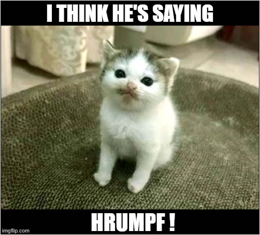 A Talking Kitten | I THINK HE'S SAYING; HRUMPF ! | image tagged in cats,kitten,talking | made w/ Imgflip meme maker