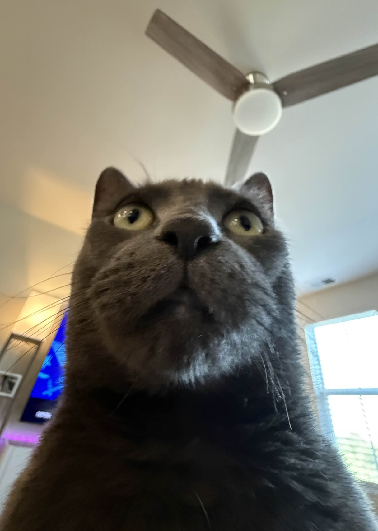 Speechless Cat Blank Meme Template