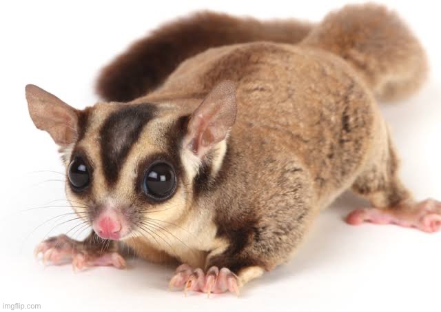 image tagged in cute animals,sugar glider | made w/ Imgflip meme maker