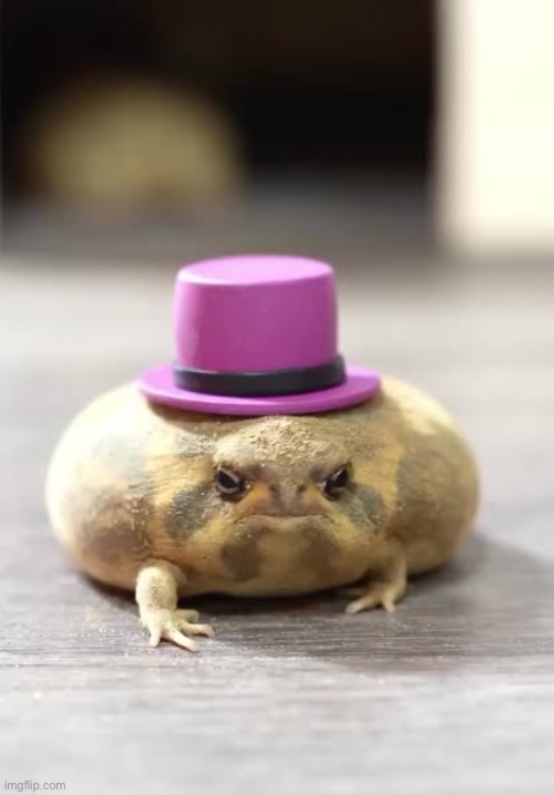 Post cute animals | image tagged in rain frog,gyatt | made w/ Imgflip meme maker