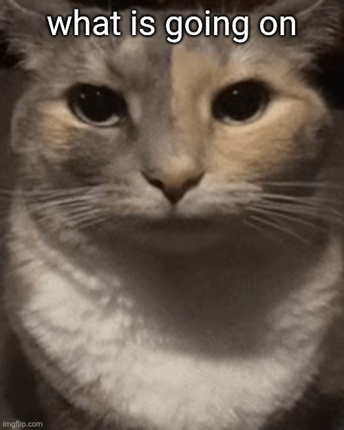 brochacho | what is going on | image tagged in brochacho | made w/ Imgflip meme maker