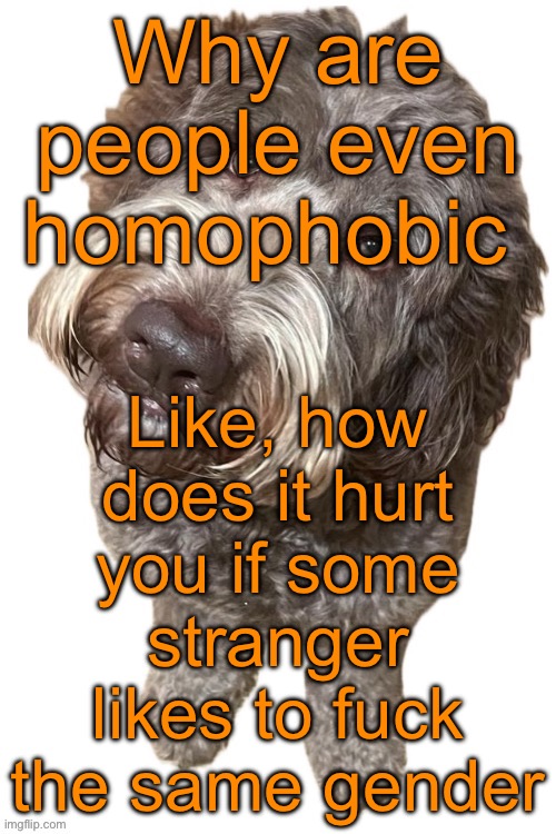 If you’ve been raped or assaulted by a gay person, homophobia is understandable. Otherwise it’s kinda cringe. | Why are people even homophobic; Like, how does it hurt you if some stranger likes to fuck the same gender | image tagged in norther's dog | made w/ Imgflip meme maker