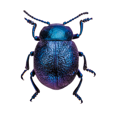 Cobalt Milkweed Beetle Blank Meme Template