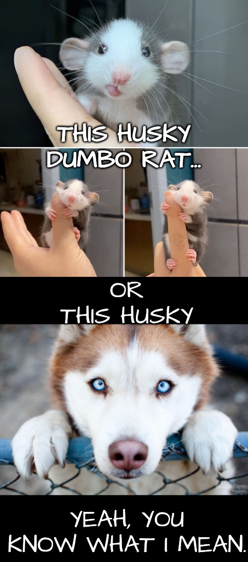What a stupid name for a rat | THIS HUSKY DUMBO RAT... OR THIS HUSKY; YEAH, YOU KNOW WHAT I MEAN. | image tagged in don't dis on dumbo,no such thing as a cute rodent,it's in the name rat | made w/ Imgflip meme maker