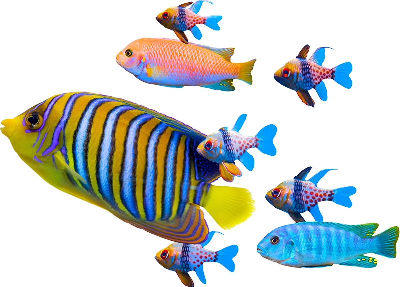 Fish Blank Meme Template