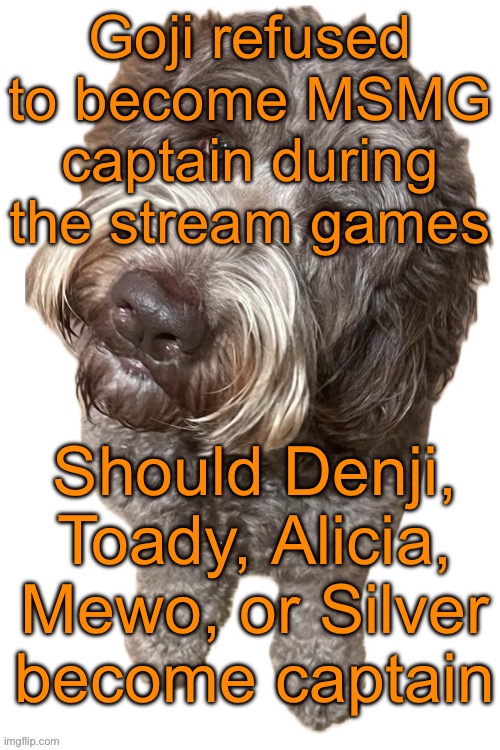 Adding additional options is allowed btw | Goji refused to become MSMG captain during the stream games; Should Denji, Toady, Alicia, Mewo, or Silver become captain | image tagged in norther's dog | made w/ Imgflip meme maker