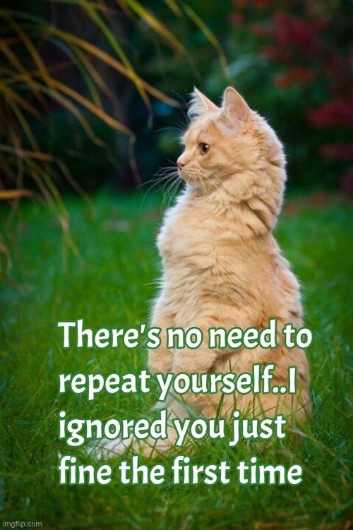 One of their favorite things to do… | image tagged in cats,no need to repeat,ignore | made w/ Imgflip meme maker