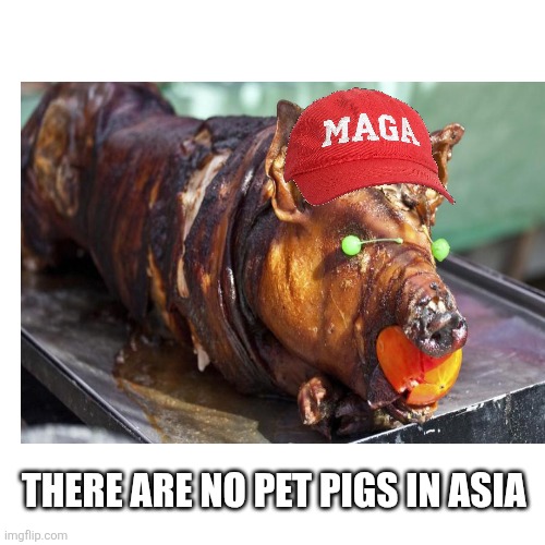 Blank Transparent Square Meme | THERE ARE NO PET PIGS IN ASIA | image tagged in memes,blank transparent square | made w/ Imgflip meme maker