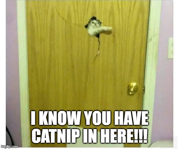 Catnip Fiend | I KNOW YOU HAVE CATNIP IN HERE!!! | image tagged in cats | made w/ Imgflip meme maker