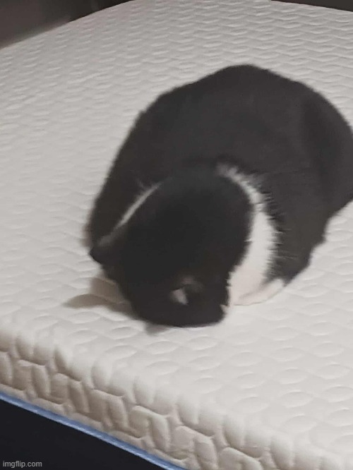 I assembled my new bed this morning and found this a few hours later | image tagged in cats,tuxedo cat,sleeping,funny | made w/ Imgflip meme maker