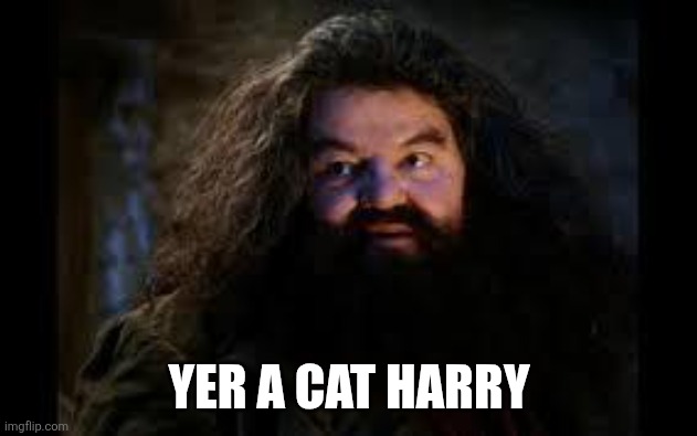 Who's a good kitty cat | YER A CAT HARRY | image tagged in hagrid yer a wizard | made w/ Imgflip meme maker
