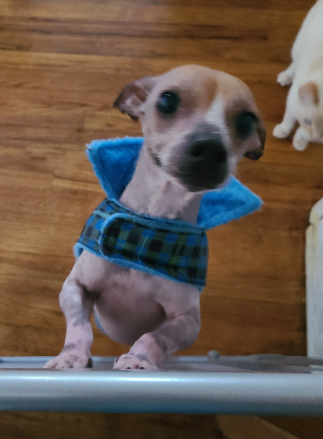 Still missing dog Since 4/29/25 Blank Meme Template