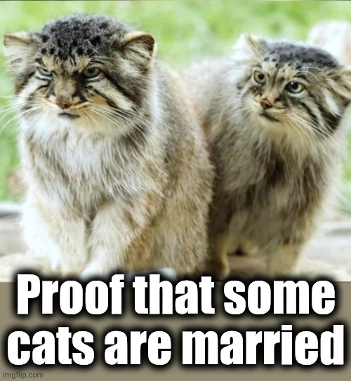 I know those looks | Proof that some
cats are married | image tagged in memes,pallas cat,manul,cats,married,where were you last night | made w/ Imgflip meme maker
