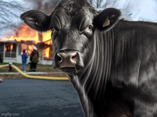 High Quality Disaster Cow Blank Meme Template