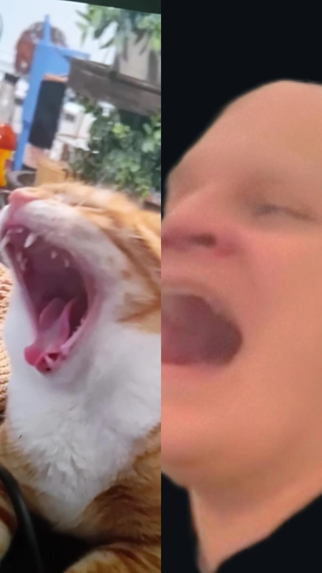 High Quality Meow Blank Meme Template