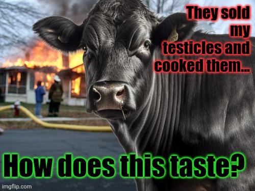 Disaster Cow | They sold my testicles and cooked them... How does this taste? | image tagged in disaster cow,memes,classics,new template | made w/ Imgflip meme maker