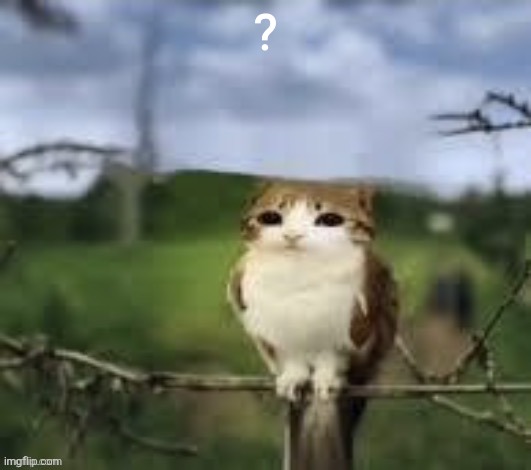 A meowl | ? | image tagged in a meowl | made w/ Imgflip meme maker