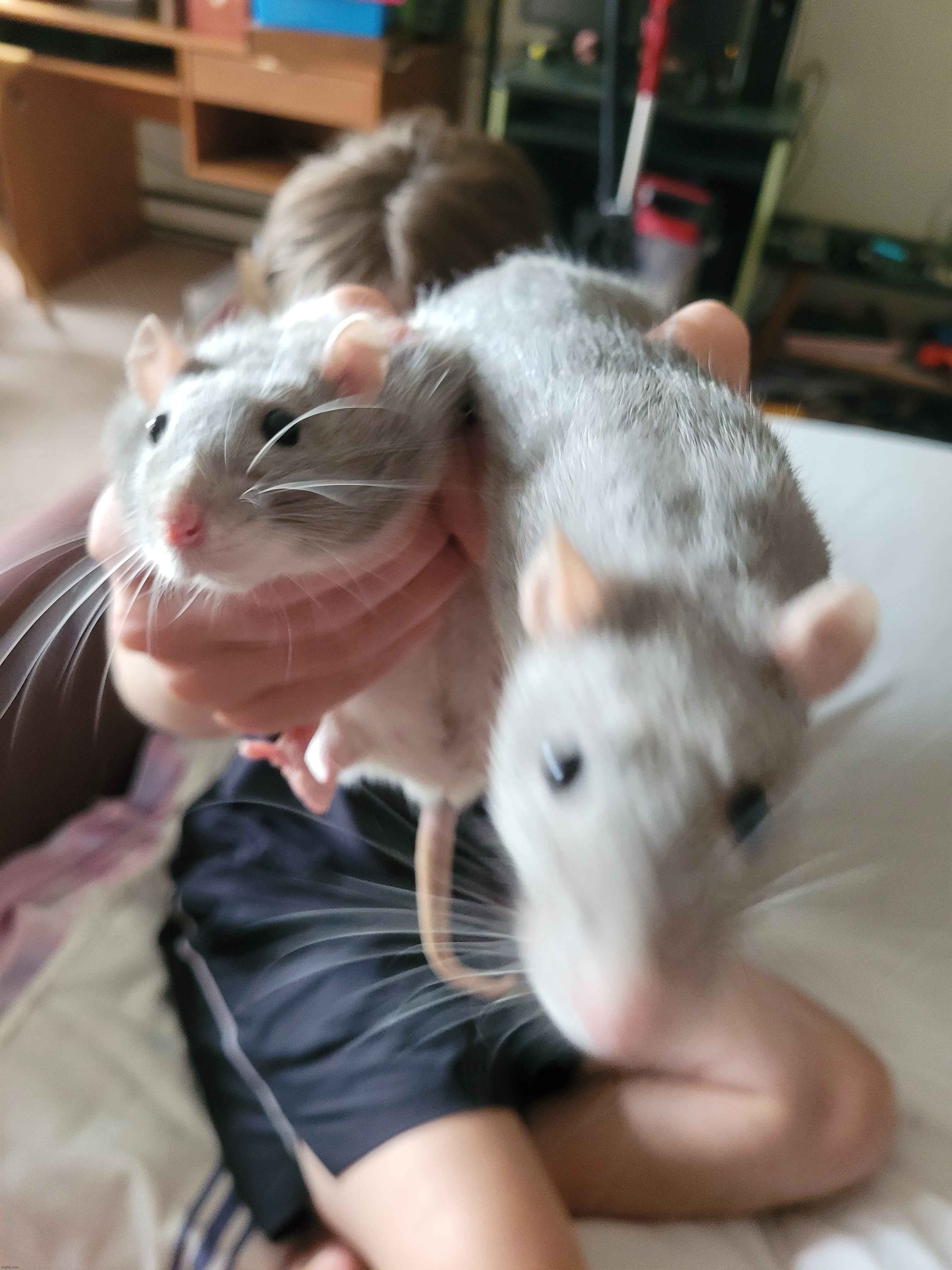 Casual image of me holding rats | made w/ Imgflip meme maker