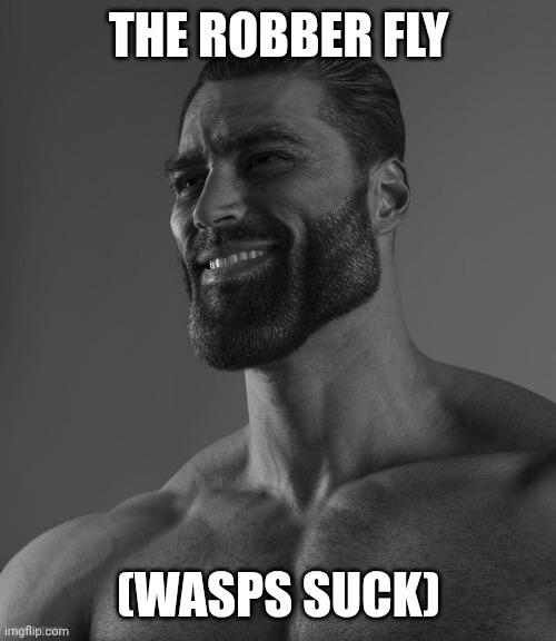 Giga Chad | THE ROBBER FLY (WASPS SUCK) | image tagged in giga chad | made w/ Imgflip meme maker