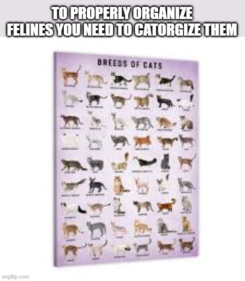 To organize felines, you need to categorize them.   - funny - | TO PROPERLY ORGANIZE FELINES YOU NEED TO CATORGIZE THEM | image tagged in funny,cats,humor,kittens,play on words | made w/ Imgflip meme maker