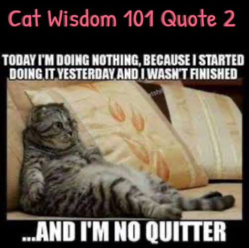 Cat Wisdom 101 Quote #2 | Cat Wisdom 101 Quote 2 | image tagged in cats,funny cat memes,words of wisdom,lazy cat,life lessons,entitlement | made w/ Imgflip meme maker