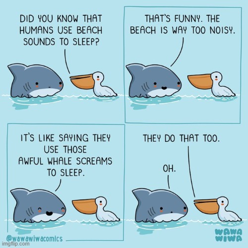 image tagged in shark,pelican,humans,beach,sounds,sleep | made w/ Imgflip meme maker