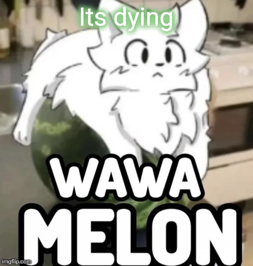 The Wawa Melon | Its dying | image tagged in the wawa melon | made w/ Imgflip meme maker