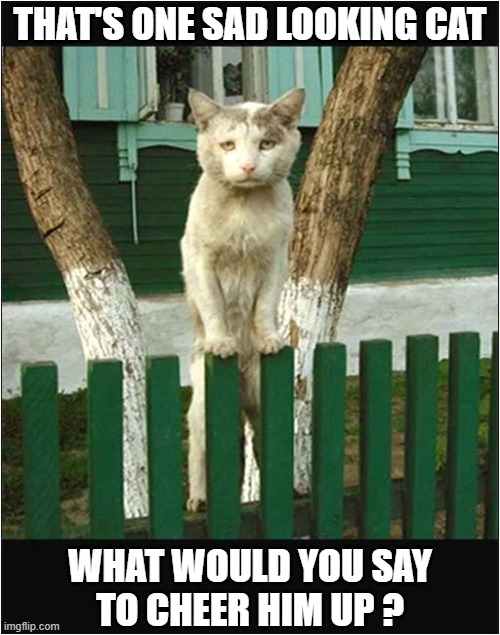 Your Help Is Required ! | THAT'S ONE SAD LOOKING CAT; WHAT WOULD YOU SAY
TO CHEER HIM UP ? | image tagged in cats,sad,help | made w/ Imgflip meme maker