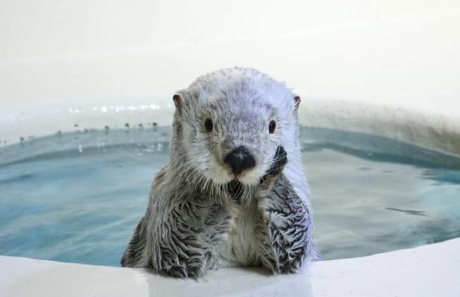 otter Blank Meme Template