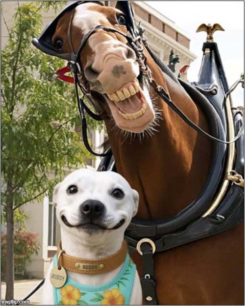 Smiles ! | image tagged in dogs,horse,smile | made w/ Imgflip meme maker