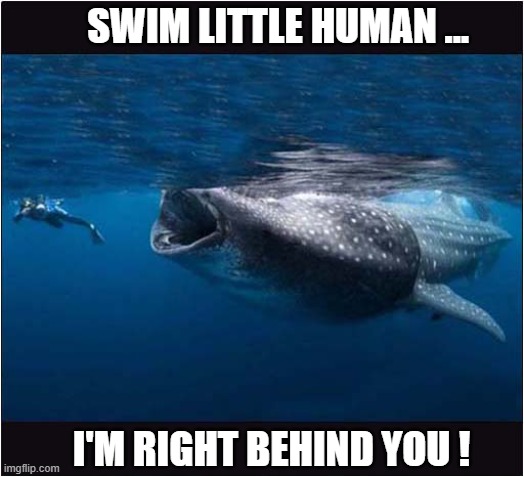 Whale Shark Vs Human ! | SWIM LITTLE HUMAN ... I'M RIGHT BEHIND YOU ! | image tagged in whales,whale shark,diver,behind you | made w/ Imgflip meme maker