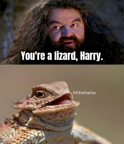 'arry 'pohttur | You're a lizard, Harry. | image tagged in you're a wizard,hehe lizard | made w/ Imgflip meme maker