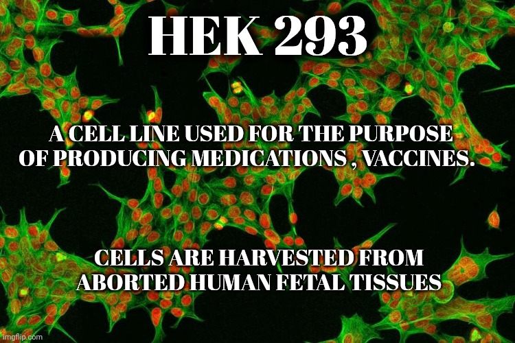 HEK 293 meme | HEK 293; A CELL LINE USED FOR THE PURPOSE OF PRODUCING MEDICATIONS , VACCINES. CELLS ARE HARVESTED FROM ABORTED HUMAN FETAL TISSUES | image tagged in big pharma | made w/ Imgflip meme maker