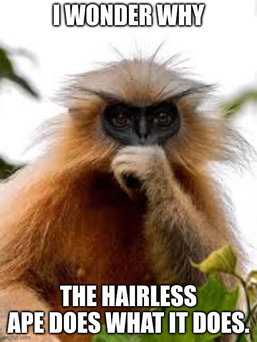 I have to avoid these people because they've cut the forest | I WONDER WHY; THE HAIRLESS APE DOES WHAT IT DOES. | image tagged in golden langur | made w/ Imgflip meme maker