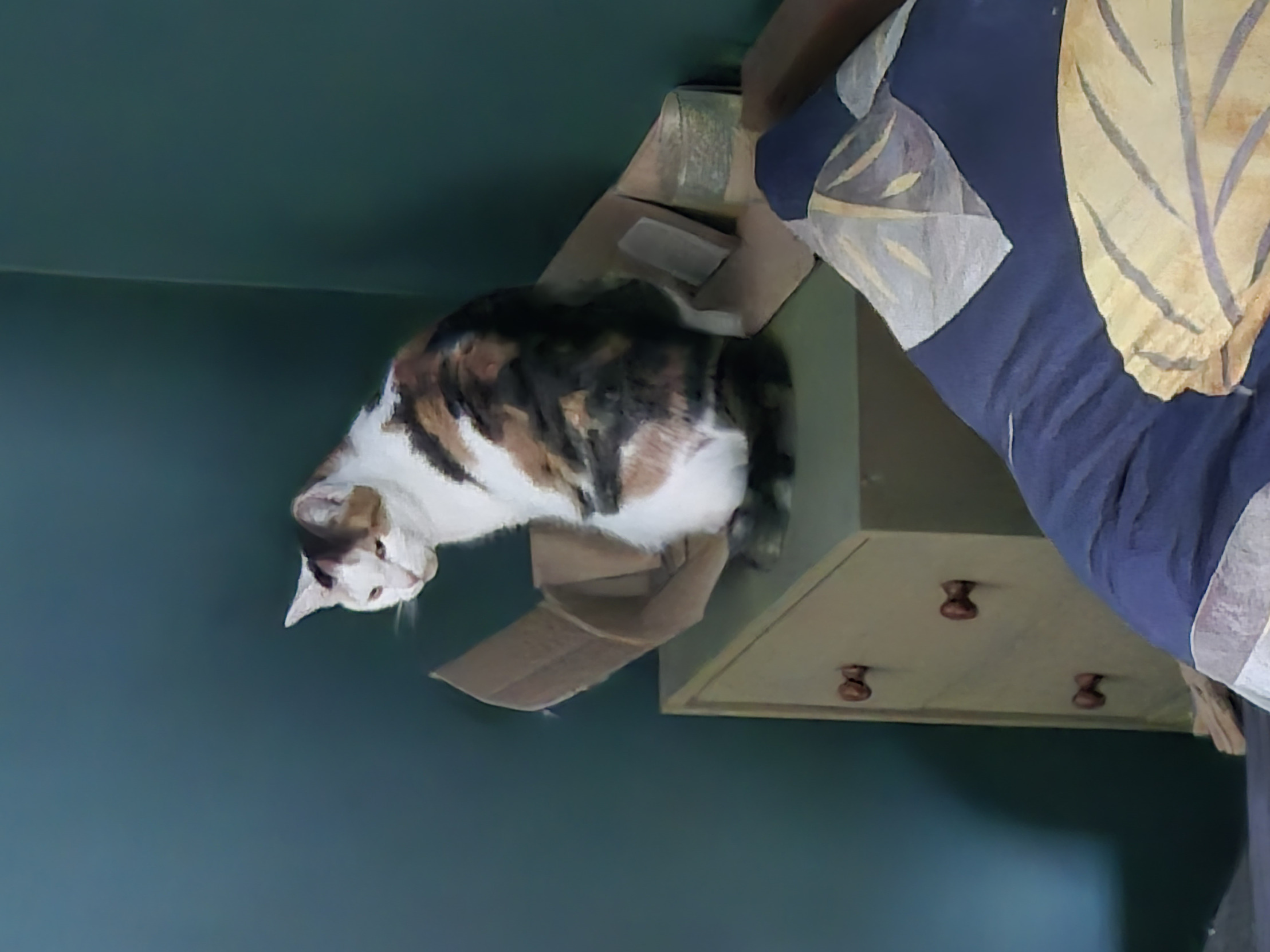 Angry cat Blank Meme Template