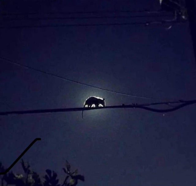 Possum eclipse Blank Meme Template