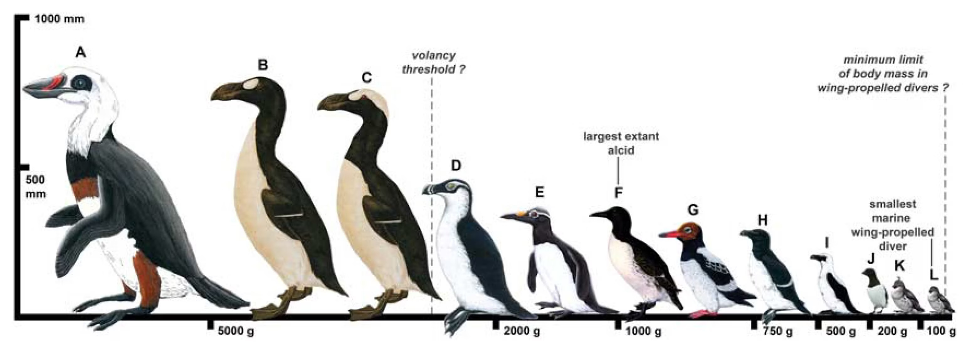 auk sizes Blank Meme Template
