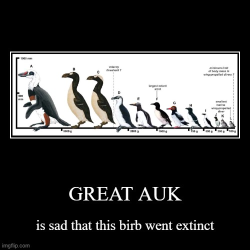 great auk | GREAT AUK | is sad that this birb went extinct | image tagged in funny,demotivationals,great auk,extinction,big bird,penguins | made w/ Imgflip demotivational maker