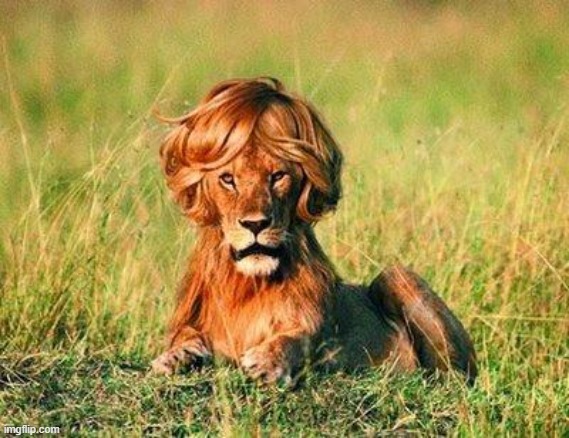 Madagascar 4: White powder | image tagged in funny lion | made w/ Imgflip meme maker