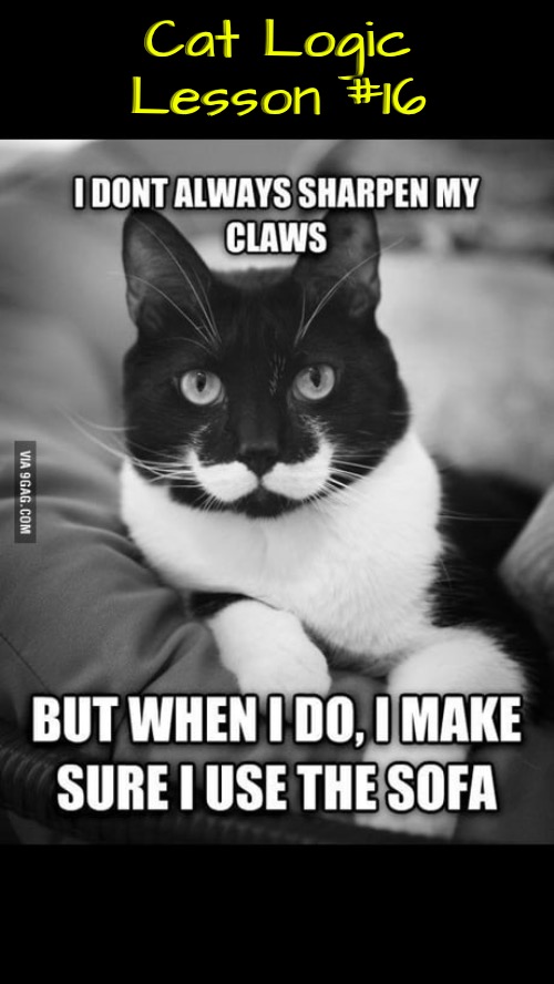 Lesson #16 | Cat Logic Lesson #16 | image tagged in cats,funny cats,life lessons,logic,illogical,tis but a scratch | made w/ Imgflip meme maker
