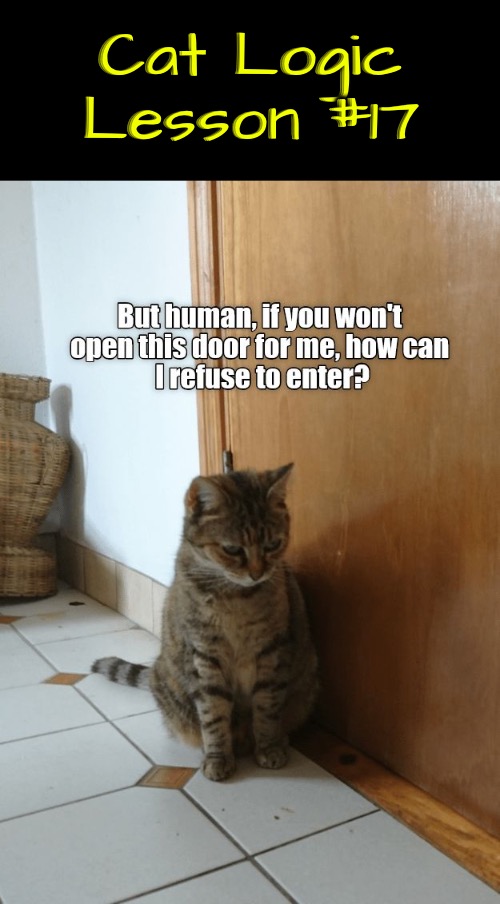Cat Logic Lesson #17 | Cat Logic Lesson #17 | image tagged in cats,funny cat memes,logic,illogical,sad cat,life lessons | made w/ Imgflip meme maker