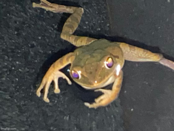 Excuse me what frog | image tagged in excuse me what frog | made w/ Imgflip meme maker