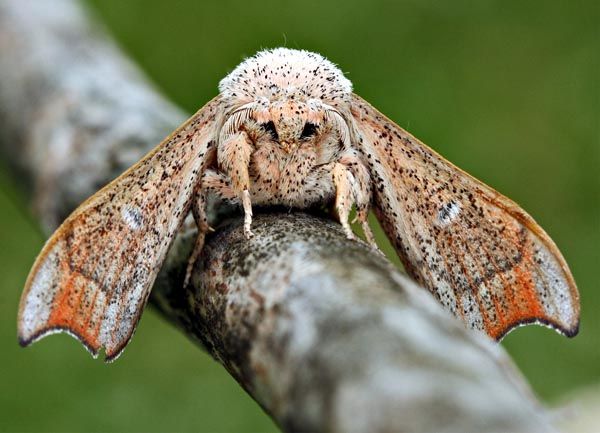 Sad Moth Blank Meme Template